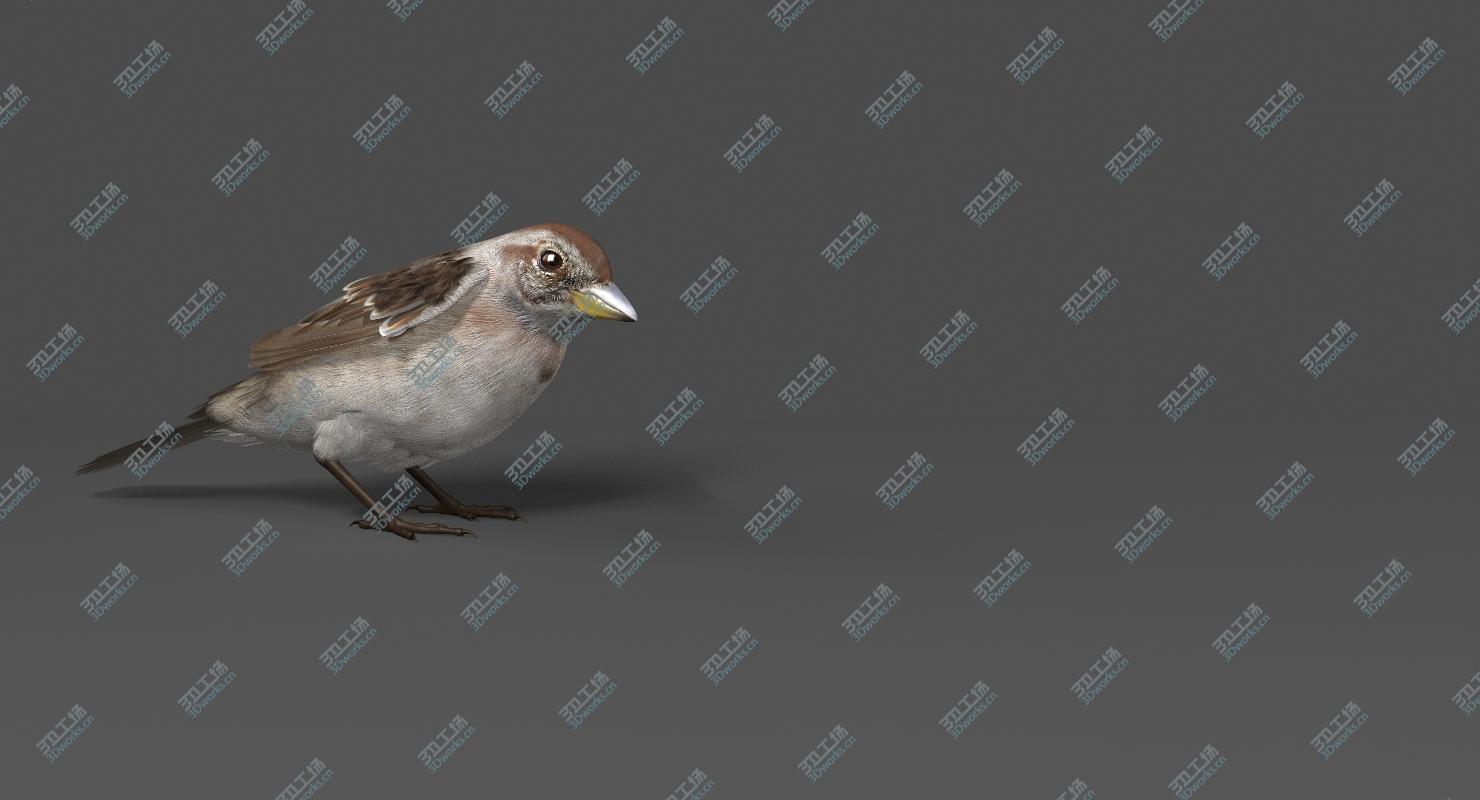 images/goods_img/20210113/American Tree Sparrow (Animated) 3D model/4.jpg